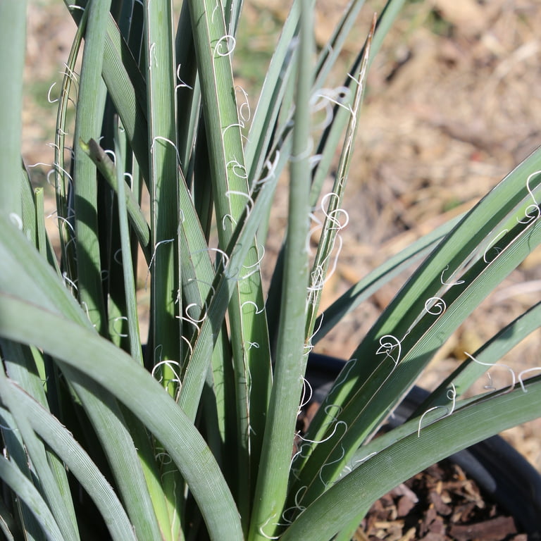 Expert Gardener Red Yucca, 30