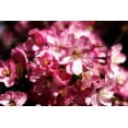 thumbnail image 2 of Hausenflock, Alan 24x17 White Modern Wood Framed Museum Art Print Titled - Cherry Blossoms II, 2 of 4