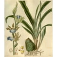 thumbnail image 2 of Curtis, William 15x17 Gold Ornate Wood Framed with Double Matting Museum Art Print Titled - Orchid, Zygopetalum Mackayi, 2 of 4