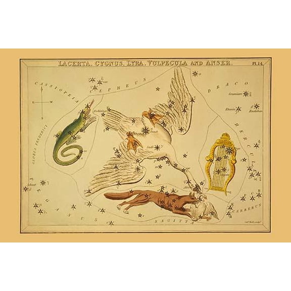Lacerta, Cygnus, Lyra, Vulpecula and Anser- Fine Art Canvas Print (20" x 30")