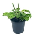 thumbnail image 4 of BubbleBlooms Maranta Green, Kerchoveana Leuconeura, Green Prayer Plant, 4 inch Pot, 4 of 9