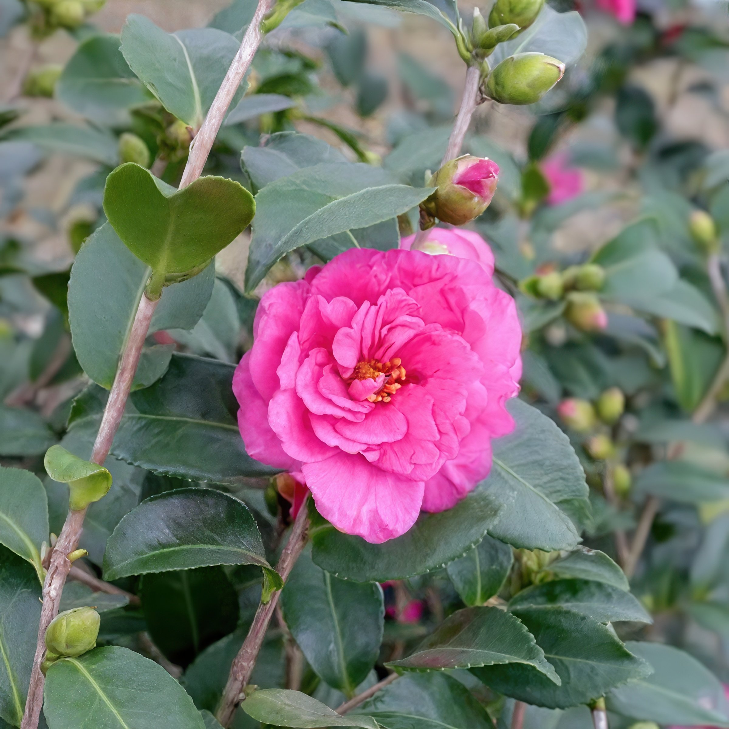 National Plant Network 1 gal. Camellia Sasanqua Alabama Beauty Shrub