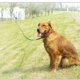 thumbnail image 1 of Correa de entrenamiento de agilidad para entrenamiento de recuperación de obediencia de perros/cachorros, cuerda extendida para entrenamiento. Jugar ShuxiuWang 8390612275753, 1 of 1