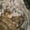Mossy Oak Terra Gila, variant on Mossy Oak Youth Cargo Jogger Pants, Sizes XS-XL