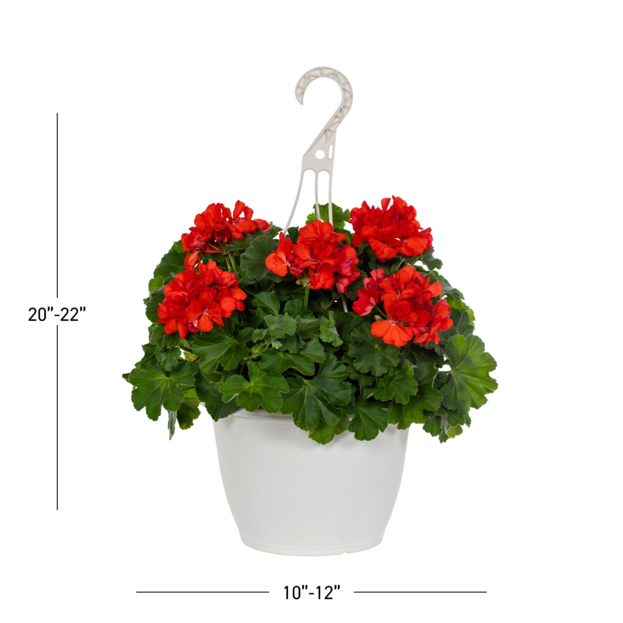 Expert Gardener 1.5gal Multicolor Zonal Geranium Live Annual Plant Decorative Pot Sun