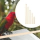 thumbnail image 4 of 5 perchas para loros, jaulas para pájaros, perchas de madera, palos para moler patas de loro, soporte para loros, juguete para perchas., 4 of 7