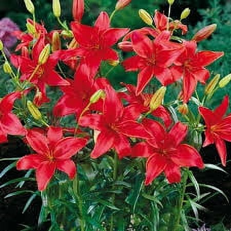 Expert Gardener Outdoor Live Plant Asiatic Lily Red 2.5QT, Sun
