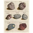 thumbnail image 3 of Unknown 15x18 Black Modern Framed Museum Art Print Titled - Shell Collection II, 3 of 5