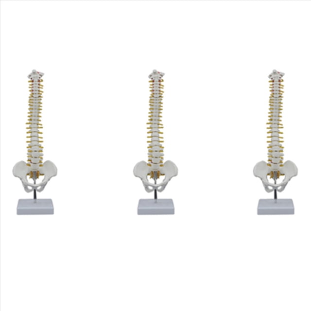 3X Columna Vertebral de 45 cm con Modelo PéLvico, Modelo AnatóMico Humano de la Columna Vertebral, Modelo de Columna Vertebral + Soporte Fexible