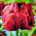 thumbnail image 2 of Red Madonna Parrot Tulip 7 Bulbs - EXOTIC - 12/+ cm Bulbs, 2 of 4
