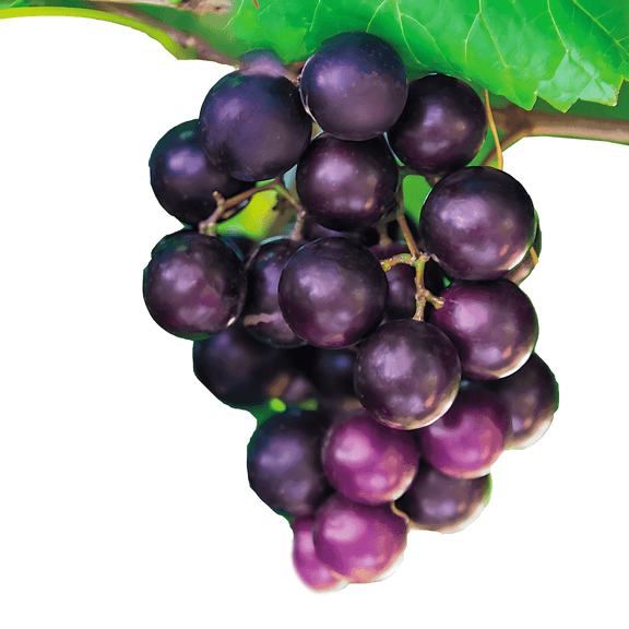 Black Fry Muscadine Grape Vine – 2 Gallon Potted, Single Plant, Sweet Black Fruit, Hardy Fruiting Vine, Zones 7–10