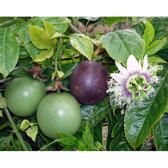 CZ Grain 20 Passion Fruit Passiflora Edulis Plant Seeds