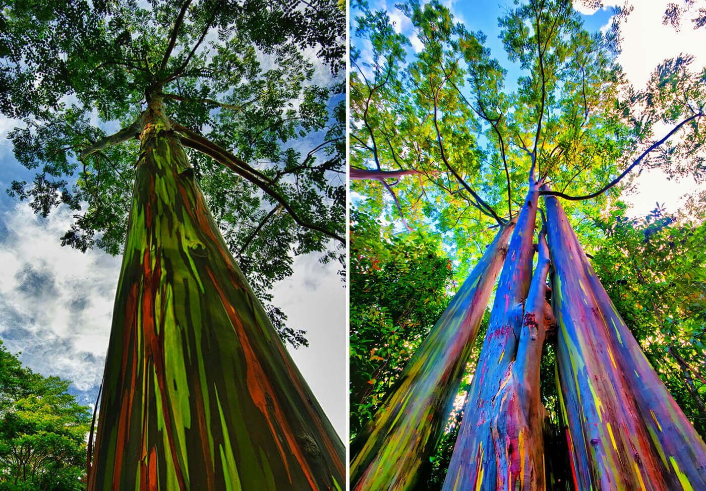 100 Rainbow Eucalyptus Seeds, Mindanao Gum Seeds, Rainbow Gum Seeds - 100 Seeds (Eucalyptus deglupta / Eucalyptus multiflora) - 100 Count per Pack