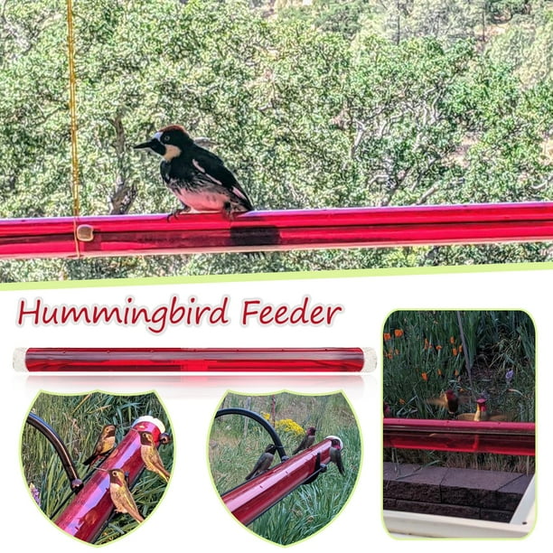 Anna's Best Hummingbird Feeder with Hole Birds Feeding Transparent Pipe