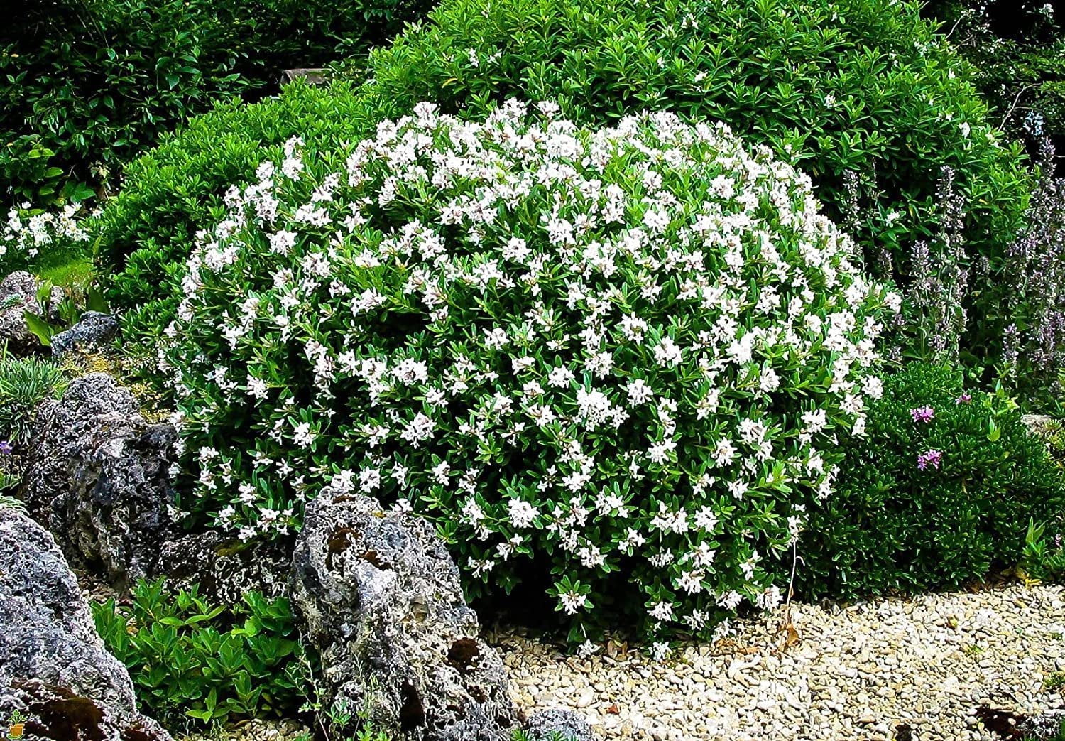 Gardenia Radicans Dwarf  3 Live Plants  Fragrant Blooming Shrub  Gardenia Jasminoides Cape Jasmine