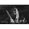 thumbnail image 2 of Jones, Adam 24x17 White Modern Wood Framed Museum Art Print Titled - Bristlecone pine at sunset-White Mountains-Inyo National Forest-California, 2 of 4
