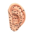 thumbnail image 3 of lionlar Ear Model Educational Versatile Lab Supplies Simulation Smooth School Accessorie 13cm, 3 of 9