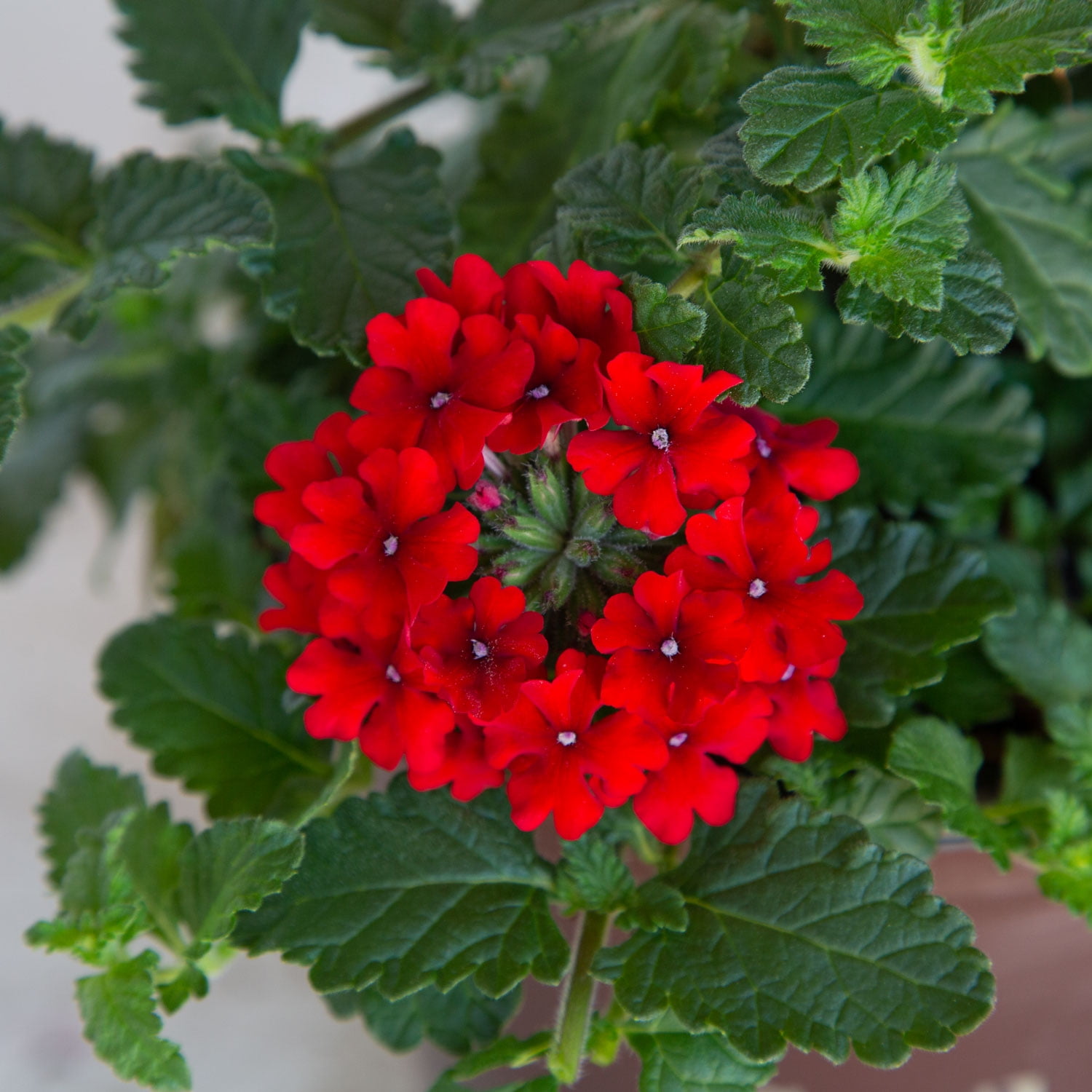 Southern Living Red Endurascape Verbena Live Shrub in 2.5-Quart Grower Pot
