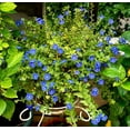 thumbnail image 6 of Pack 2 Blue Daze Evolvulus Plants Evolvulus Glomeratus Dwarf Morning Glory Plants 3-4 Inch Tall, 6 of 6