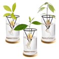 thumbnail image 2 of 3 Pack Avocado Tree Growing Kits, Glass Avocado Seed Vase with Triangle Bracket and Bamboo Base, Sprouting Plant Pot, 2 of 5