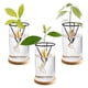 thumbnail image 2 of 3 Pack Avocado Tree Growing Kits, Glass Avocado Seed Vase with Triangle Bracket and Bamboo Base, Sprouting Plant Pot, 2 of 5