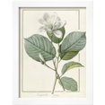 thumbnail image 2 of Magnolia Yulan Magnolia Denudata, 1812, Framed Art Print Wall Art by Pierre Joseph Redoute Sold by Art.Com, 2 of 5