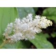 thumbnail image 1 of 10 Graines de Fleurs de Maianthemum Racemosum à Faux Phoque Occidental Blanc à Épis de SOLOMON, 1 of 3