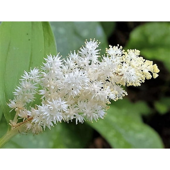 10 SOLOMON'S SPIKE White Western False Seal Maianthemum Racemosum Flower Seeds