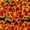 Flame, variant on French Marigold Flower Garden Seeds - Durango Series - Bolero - 1000 Seeds - Annual Flower Gardening Seeds - Tagetes patula