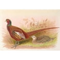 thumbnail image 2 of Henry Jones 14x11 Gold Ornate Wood Frame and Double Matted Museum Art Print Titled - Prince of Wales's Pheasant (1918-1922), 2 of 4
