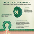 thumbnail image 6 of Propolis Liposomal Vitamin C by Beekeeper's Naturals, 1000mg Vitamin C, Propolis & Organic Honey, Supercharged Immune Support & Increased Bioavailibity for Max Absorption, 12 Ct, 6 of 10