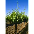 thumbnail image 2 of Agriculture - Late spring foliage growth on wine grape vines / Oakdale  California  USA. Poster Print, 2 of 2