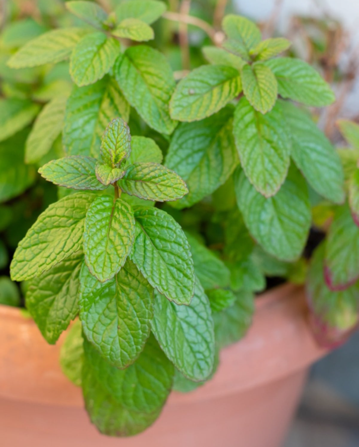 Fresh Mint Plants for Indoors Outdoors, Mint Plant Pot, Spearmint, 4 Inch Pot