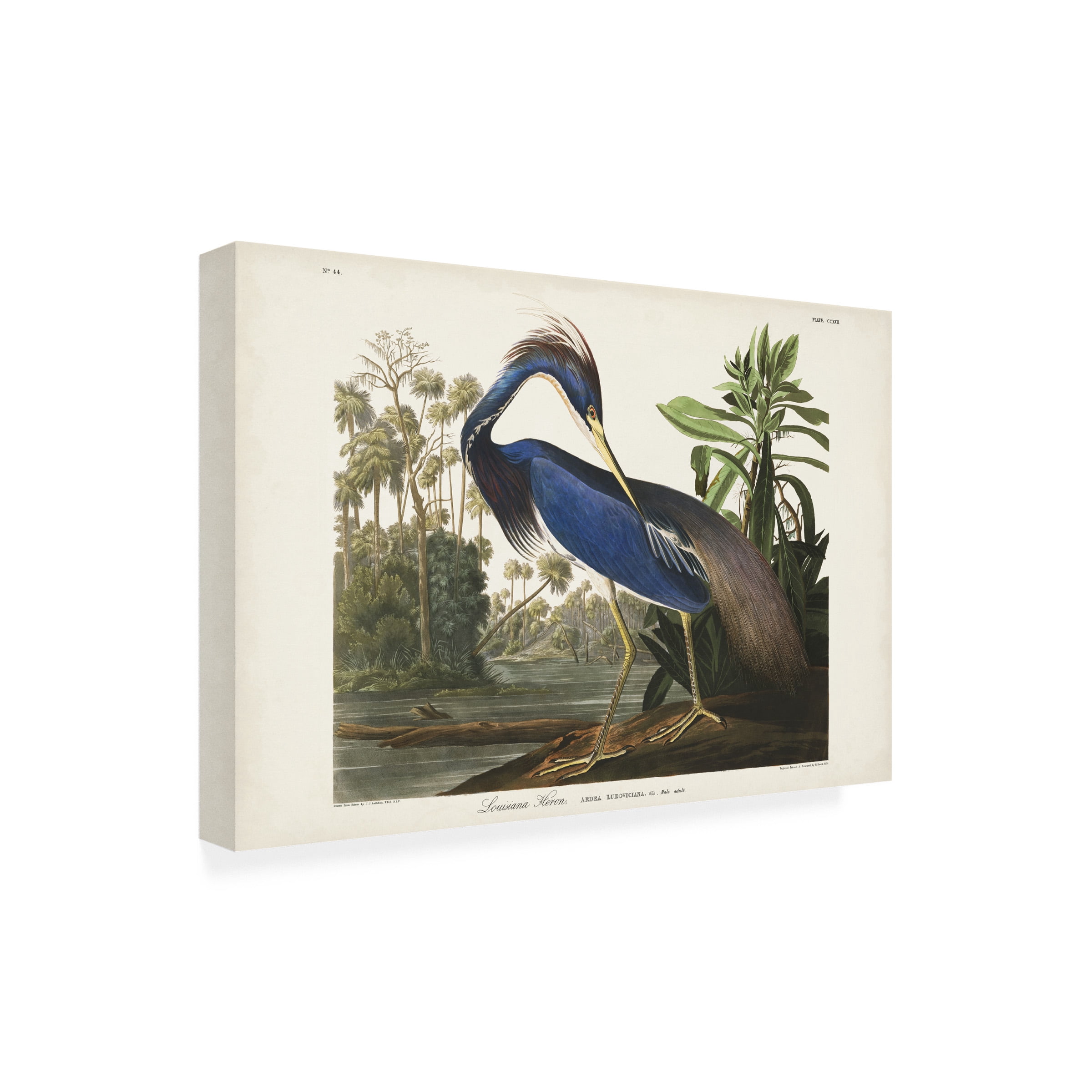 John James Audubon 'Louisiana Heron' Canvas Art
