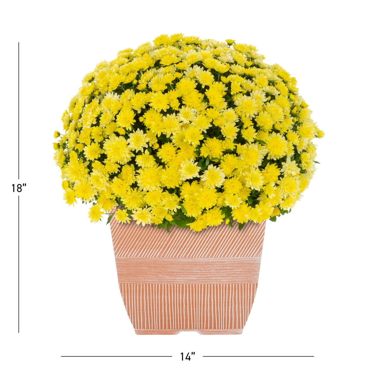 Expert Gardener 1 gal Yellow Garden Mum Live Plant in Decorative Planter