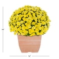 thumbnail image 3 of Expert Gardener 1Gal Yellow Garden Chrysanthemum Plant Decorative Square Pot Sun, 3 of 10