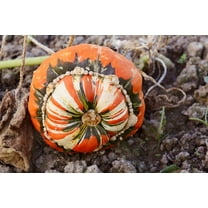 Turks Turban Gourd Seeds