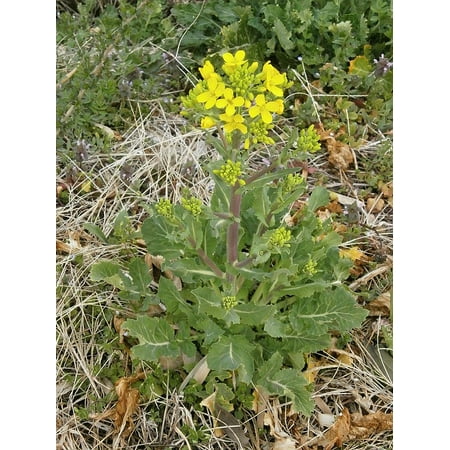 Canvas Print Yellow Cruciferous Vegetable Spring Stretched Canvas 10 x 14