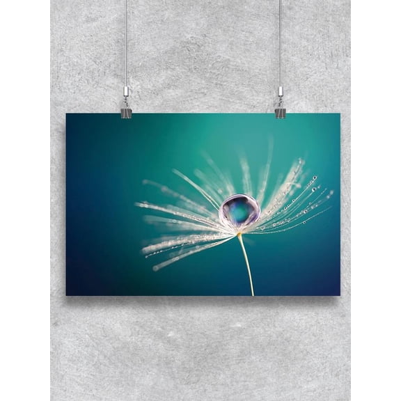 Dandelion Dew Drop Poster -Image by Shutterstock