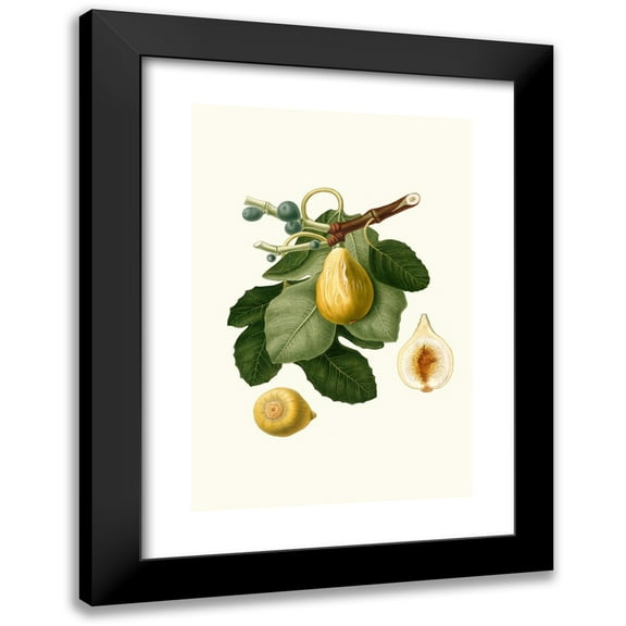 Giorgio Gallesio 11x14 Black Modern Framed Museum Art Print Titled - Fico Gentile. (Ficus Carica Sativa; Common Fig) (1817-1839)
