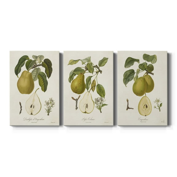 Vintage Pears I Premium Gallery Wrapped Canvas - Ready to Hang - 18 x 27 Each