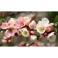 thumbnail image 2 of Flowering Quince 'Toyo Nishiki', 2 of 7