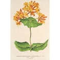 thumbnail image 3 of Charles Antoine Lemaire 13x18 Black Modern Framed Museum Art Print Titled - Lonicera (Sempervirens) Plantie-Rensis (1854-1896), 3 of 5