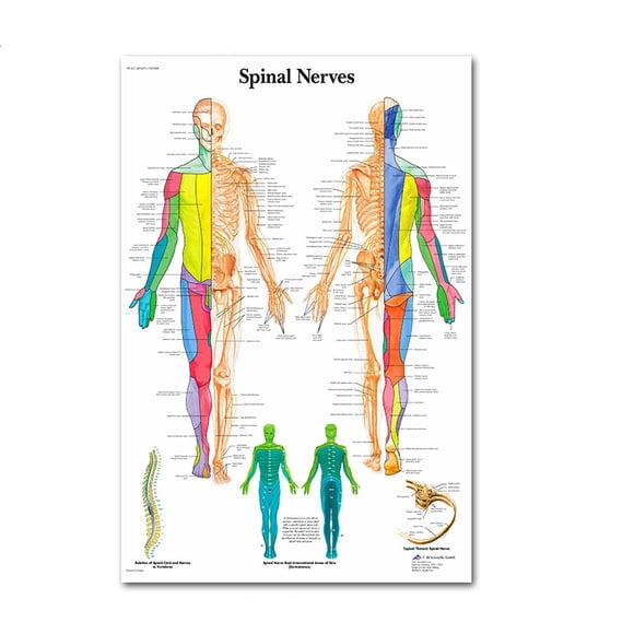 Science Wall Art Muscle System Human Anatomy Diagram Medical Education Supplies HD Oil On Canvas Posters And Prints Home DecorDimensions: 50*70 cm, unframed.,77