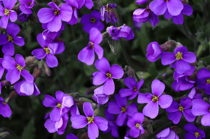 Purple Violet Live Plant for Planting, Indoor Houseplant in 4'' Pot, Vibrant Violet Flowers Ready to Grow 3-5 Inch Tall