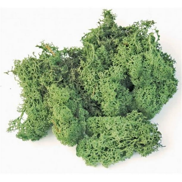 8 Oz Preserved Reindeer Moss