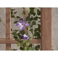 thumbnail image 3 of Vita 54" L x 96" H Concord Embossed Vinyl Trellis, Brown, VA84090, 3 of 6