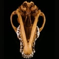 thumbnail image 6 of Sinyiin Anatomical Wolf Skull Replicas Resins Skeleton Teaching Aid Home Decoration, 6 of 11