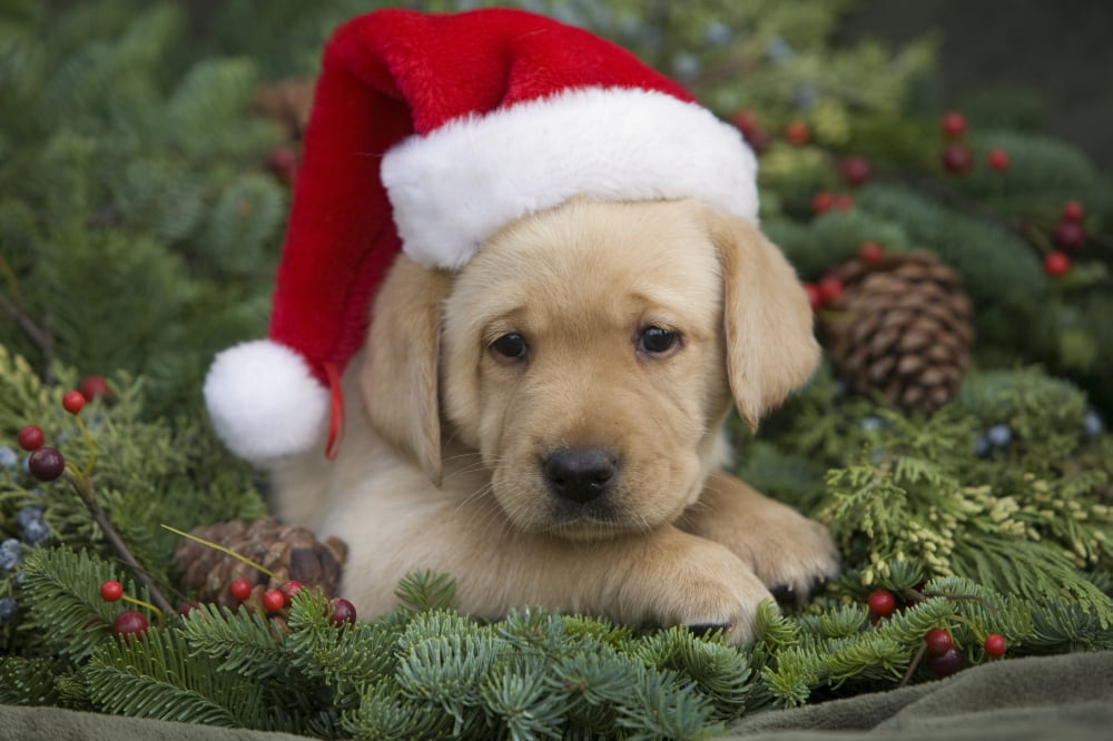 Hawaii Maui Labrador Retriever Puppy With Santa Hat In A Christmas