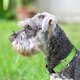 thumbnail image 3 of Collar reflectante para perro, Collar para mascota de nailon transpirable ajustable, adecuado, 12 Uds., 3 of 5